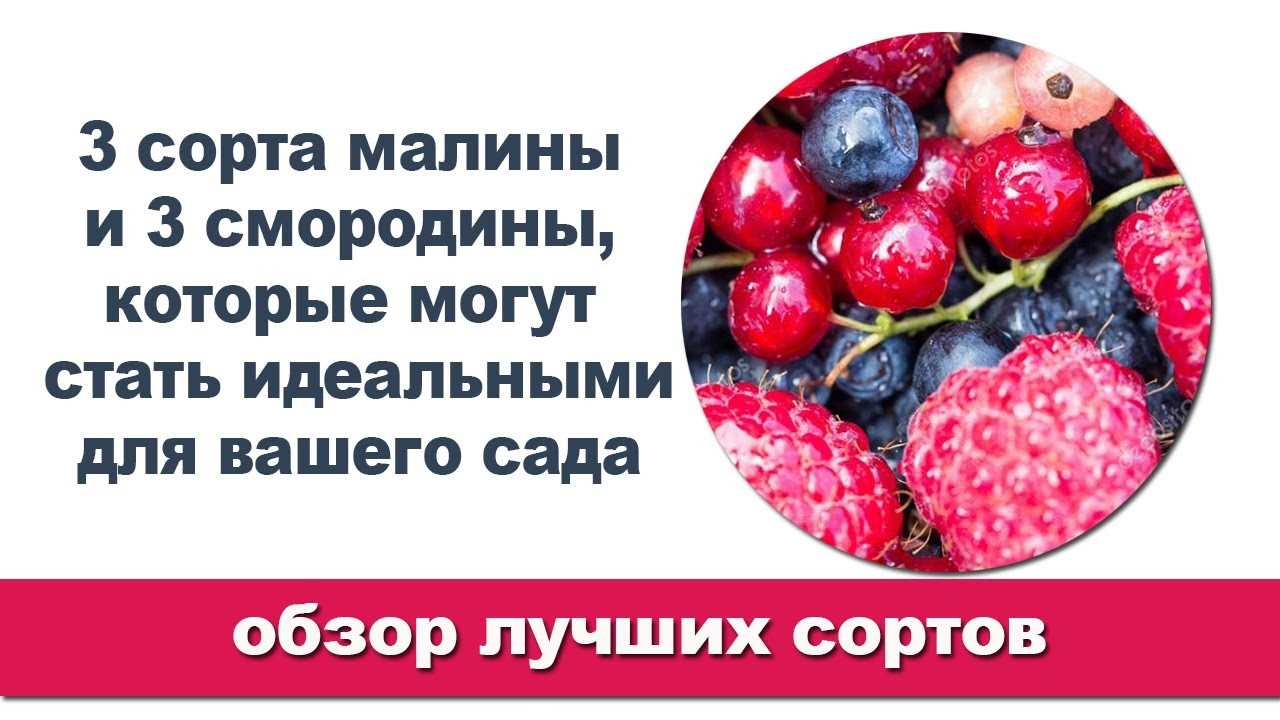 Малина ремонтантная